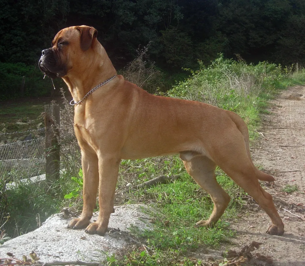 Bullmastiff before
