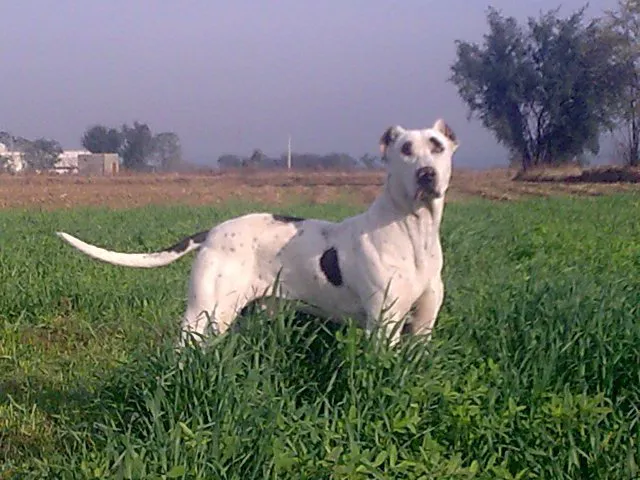Bully Kutta before