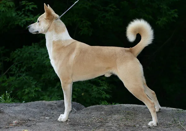 Canaan Dog before