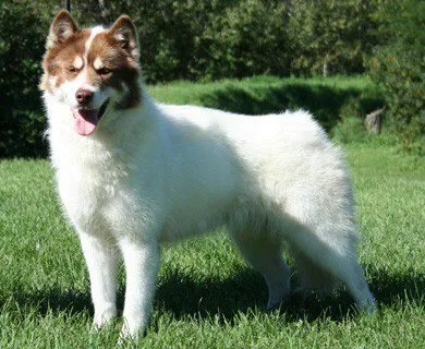 Canadian Eskimo Dog before