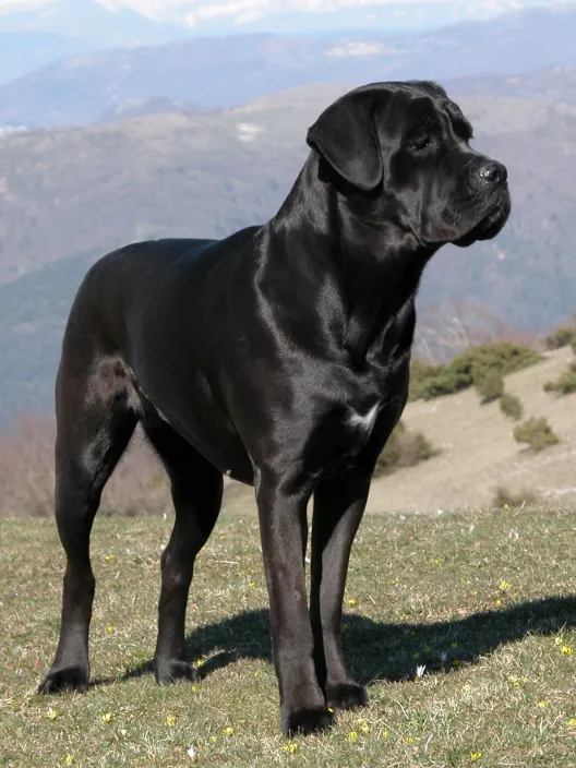 Cane Corso before