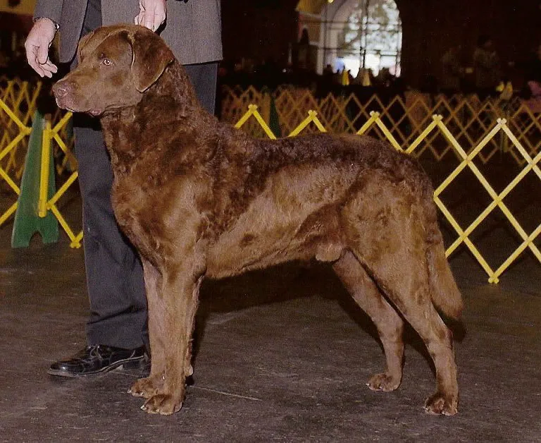 Chesapeake Bay Retriever before