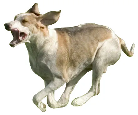 Chien Français Blanc et Orange before