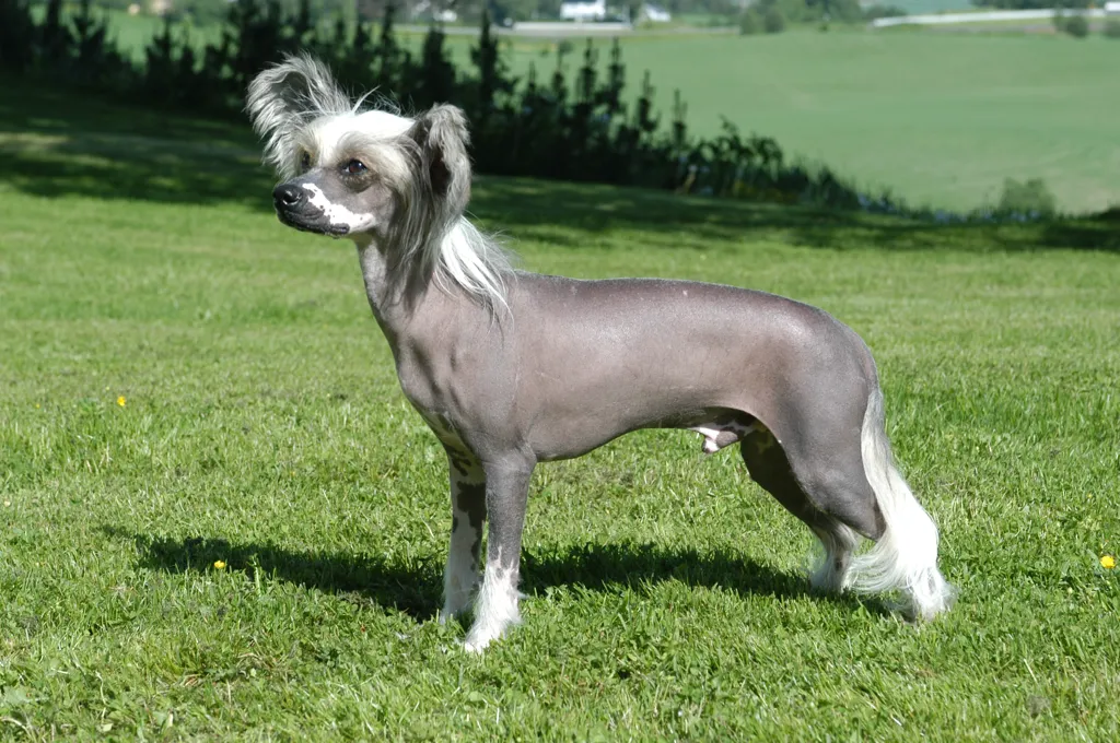 Chinese Crested Dog before