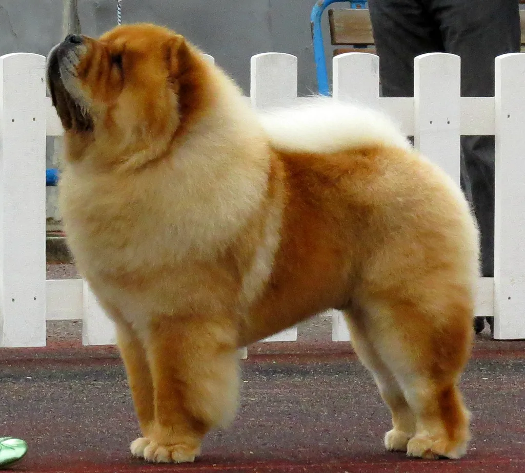 Chow Chow before
