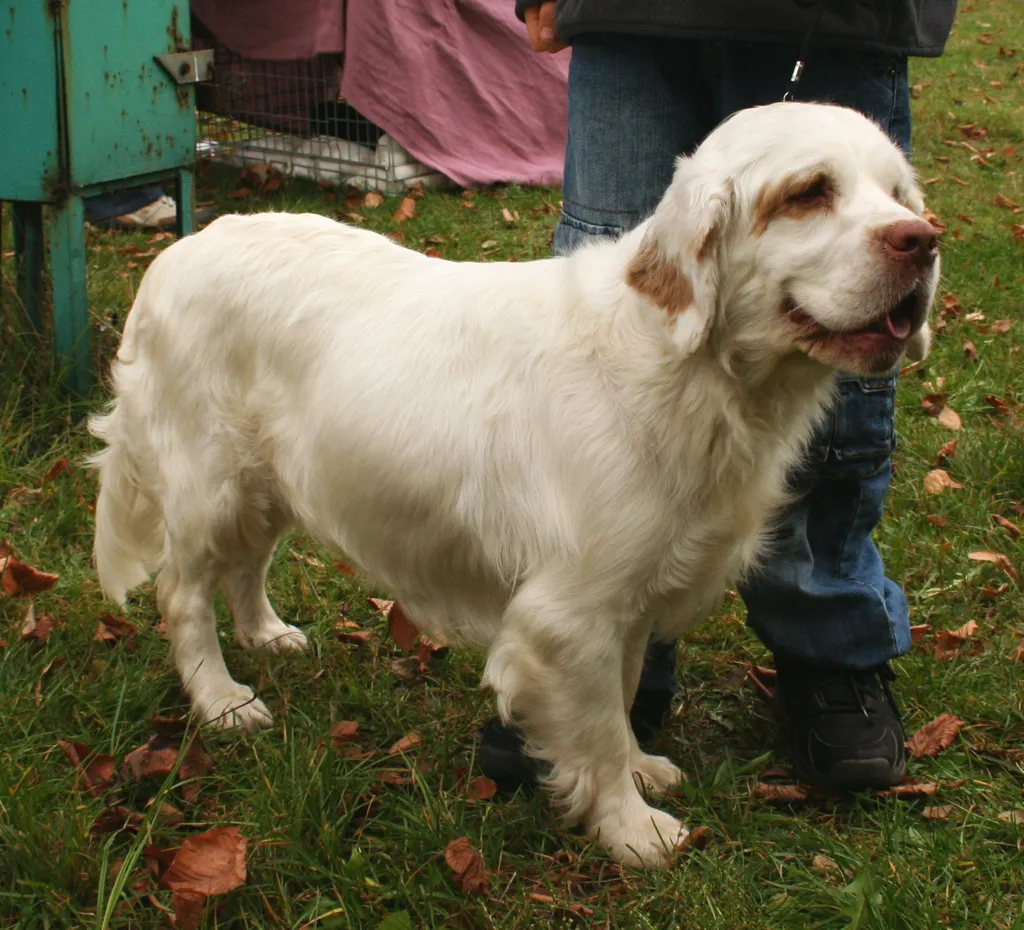 Clumber Spaniel before