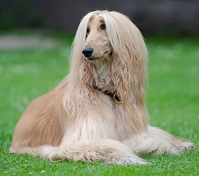 Afghan Hound before