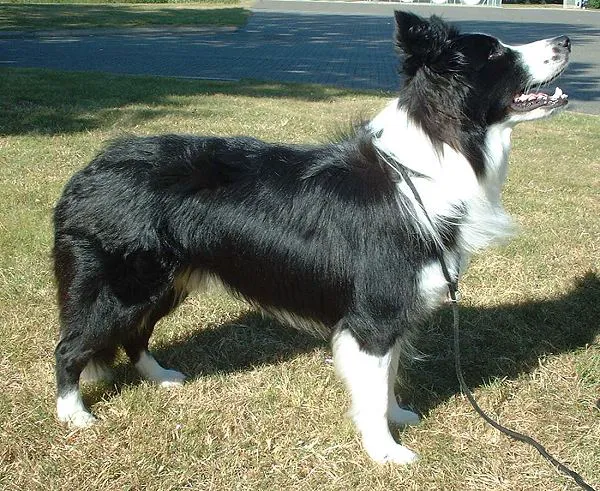 Border Collie before