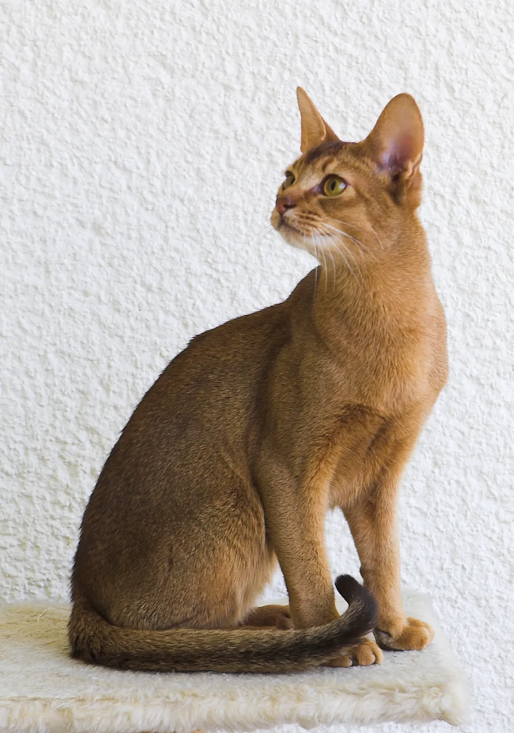 Abyssinian before