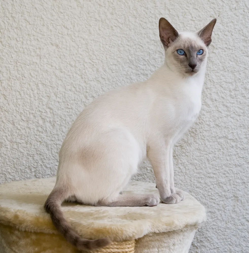Siamese before