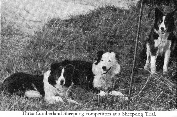Cumberland Sheepdog before