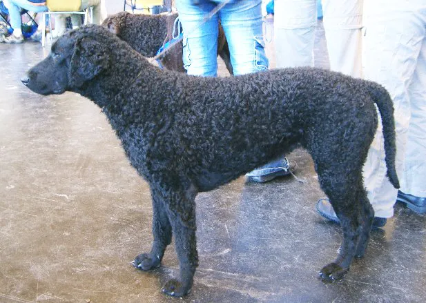 Curly-Coated Retriever before