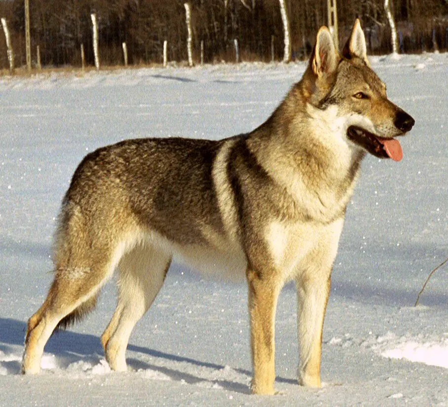 Czechoslovakian Wolfdog before
