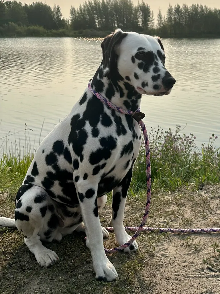Dalmatian before