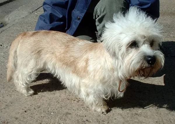 Dandie Dinmont Terrier before