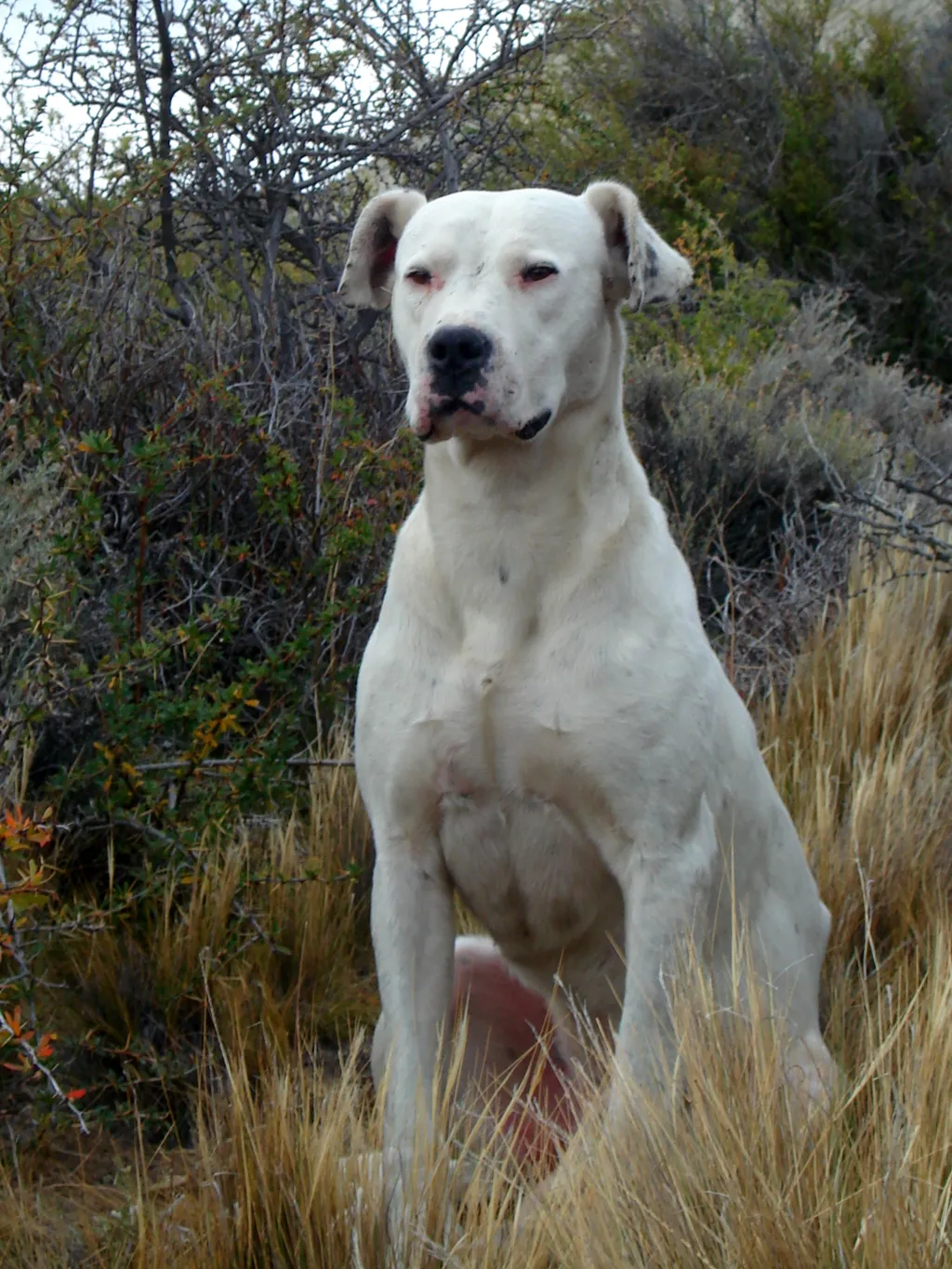 Dogo Argentino before
