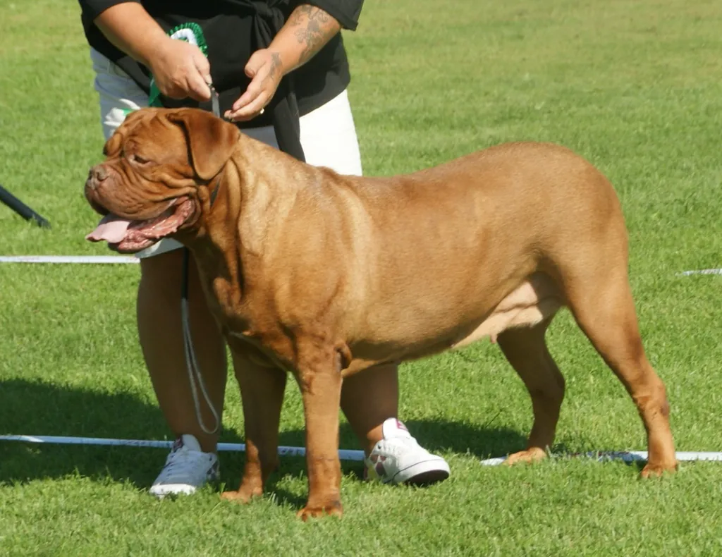 Dogue de Bordeaux before