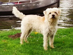 Dutch Smoushond before