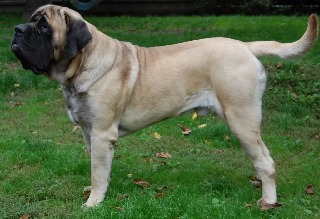 English Mastiff before