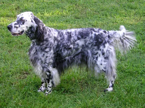 English Setter before