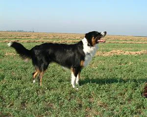 English Shepherd before