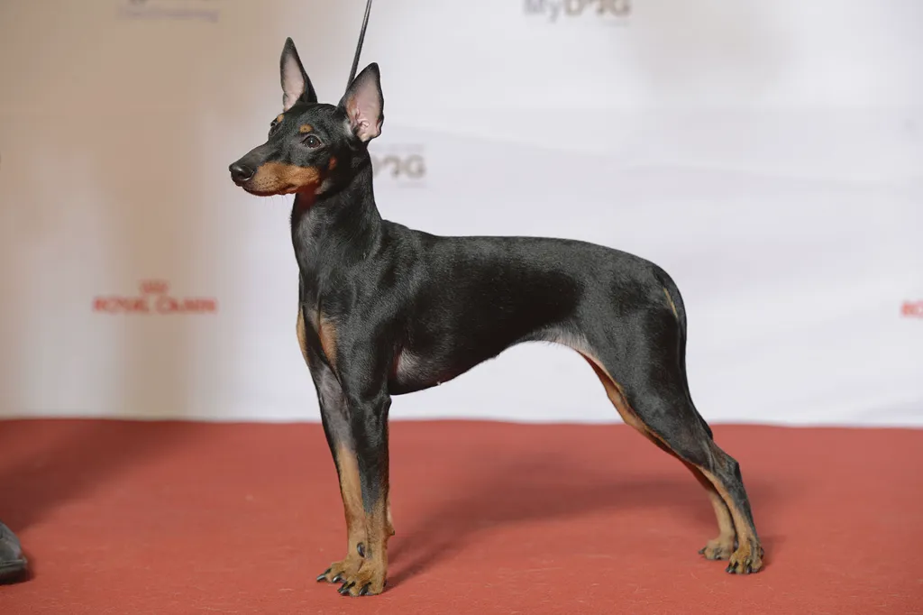 English Toy Terrier (Black & Tan) before