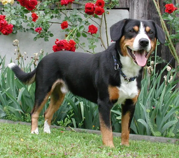 Entlebucher Mountain Dog before