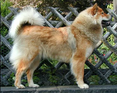 Eurasier before