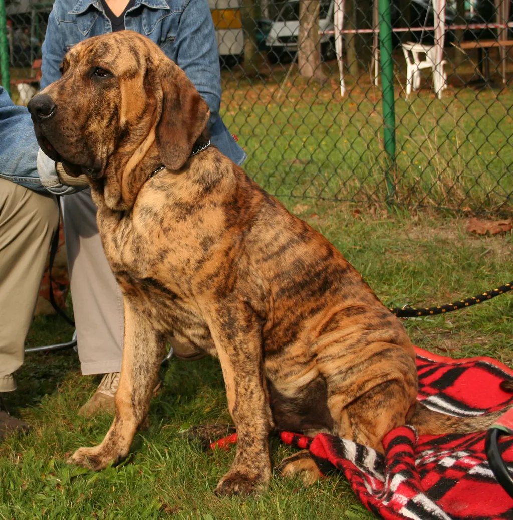 Fila Brasileiro before