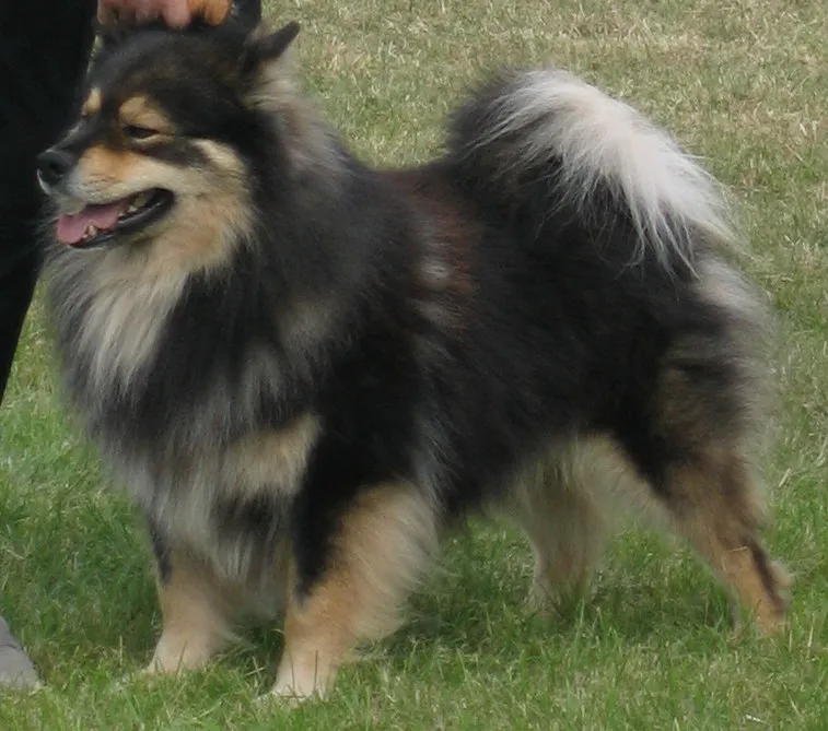 Finnish Lapphund before