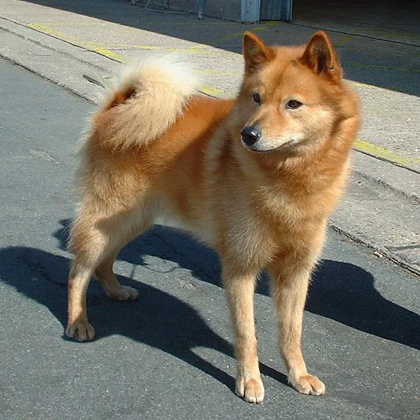 Finnish Spitz before