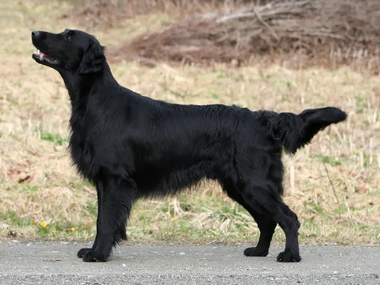 Flat-Coated Retriever before