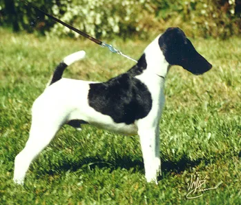 Fox Terrier (Smooth) before