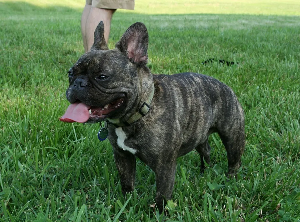 French Bulldog before