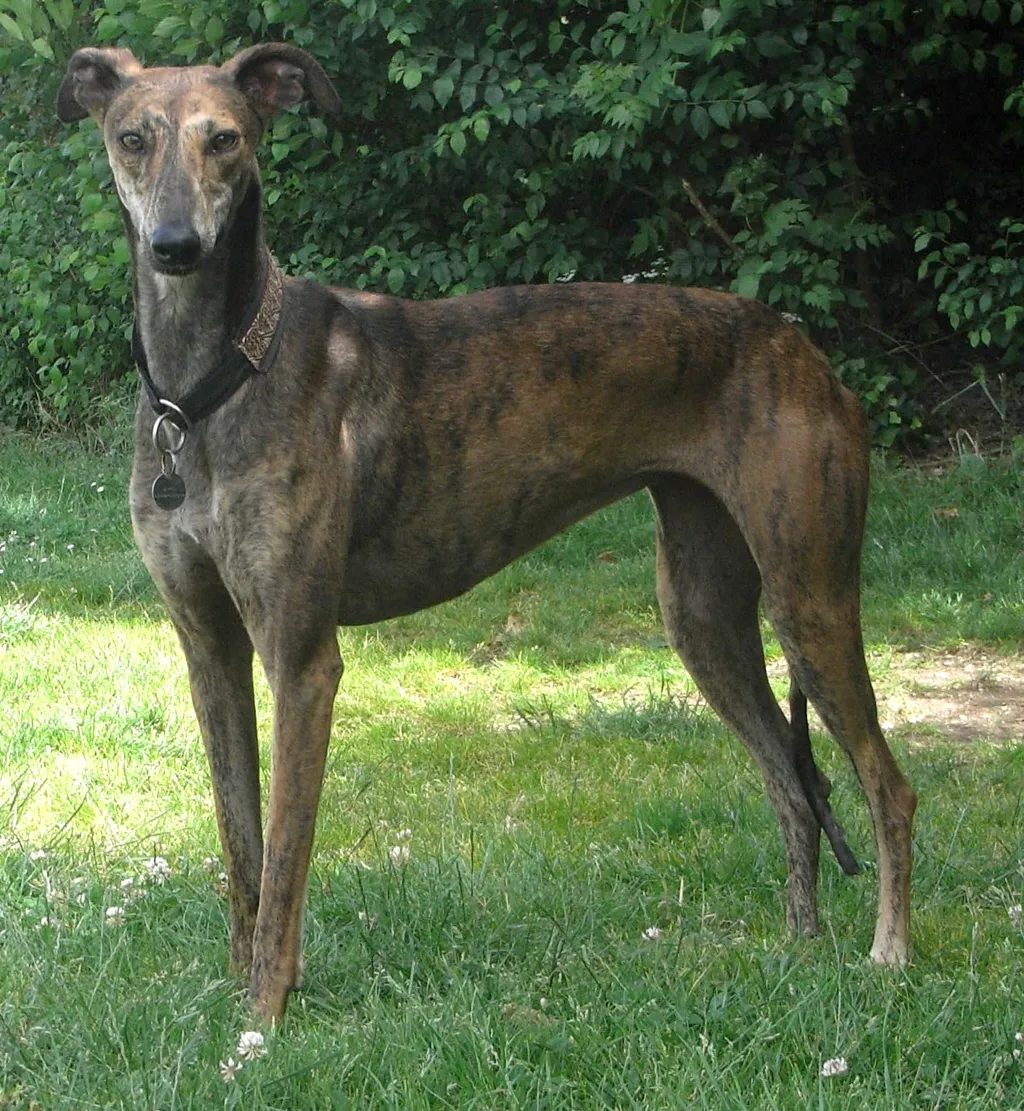 Galgo Español before
