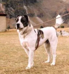 Georgian Shepherd Dog before