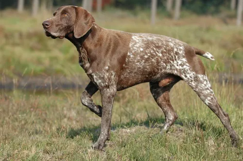 German Shorthaired Pointer before