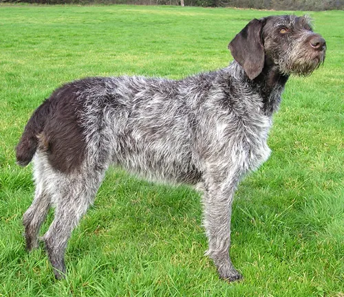 German Wirehaired Pointer before
