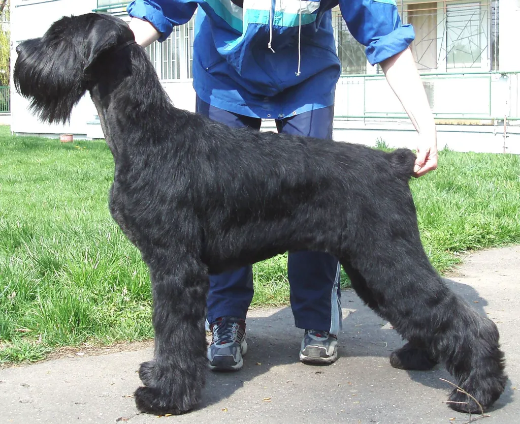 Giant Schnauzer before