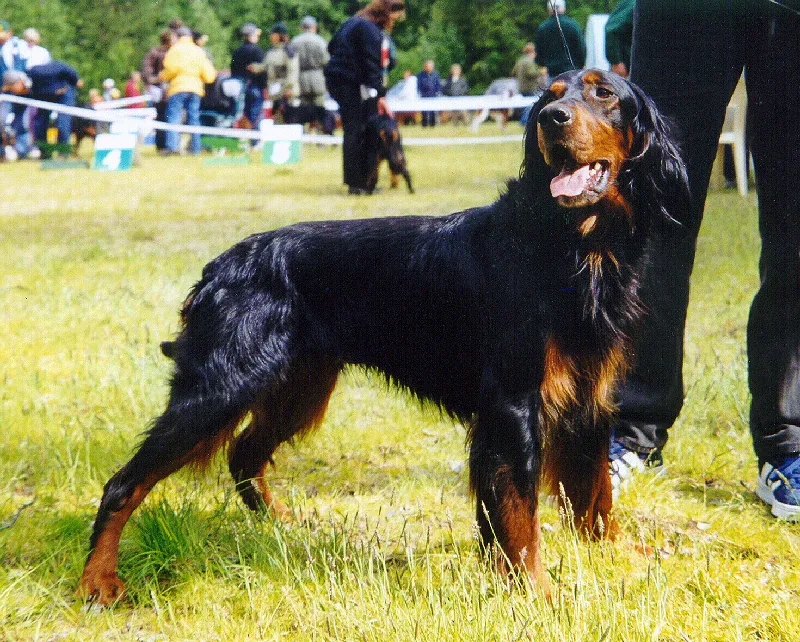 Gordon Setter before