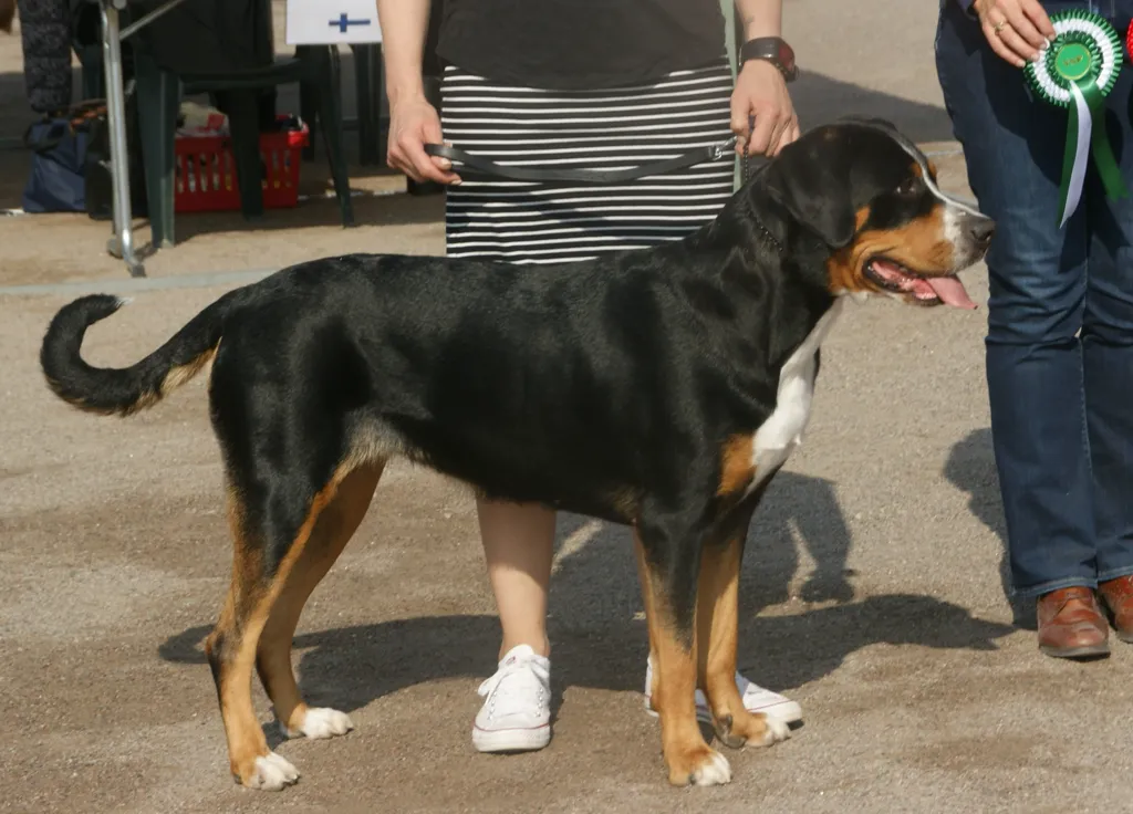 Greater Swiss Mountain Dog before
