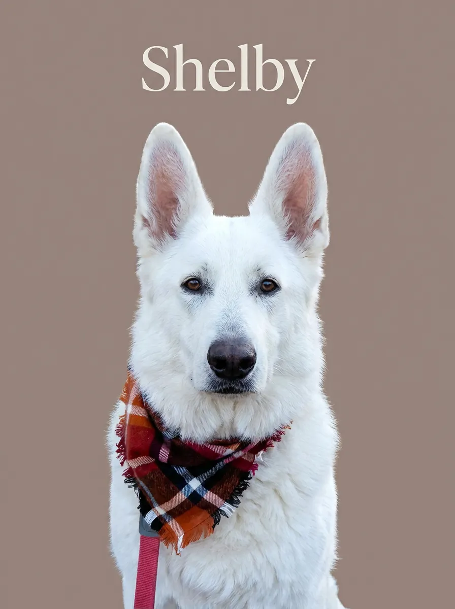 Shelby, Autumn's Grace