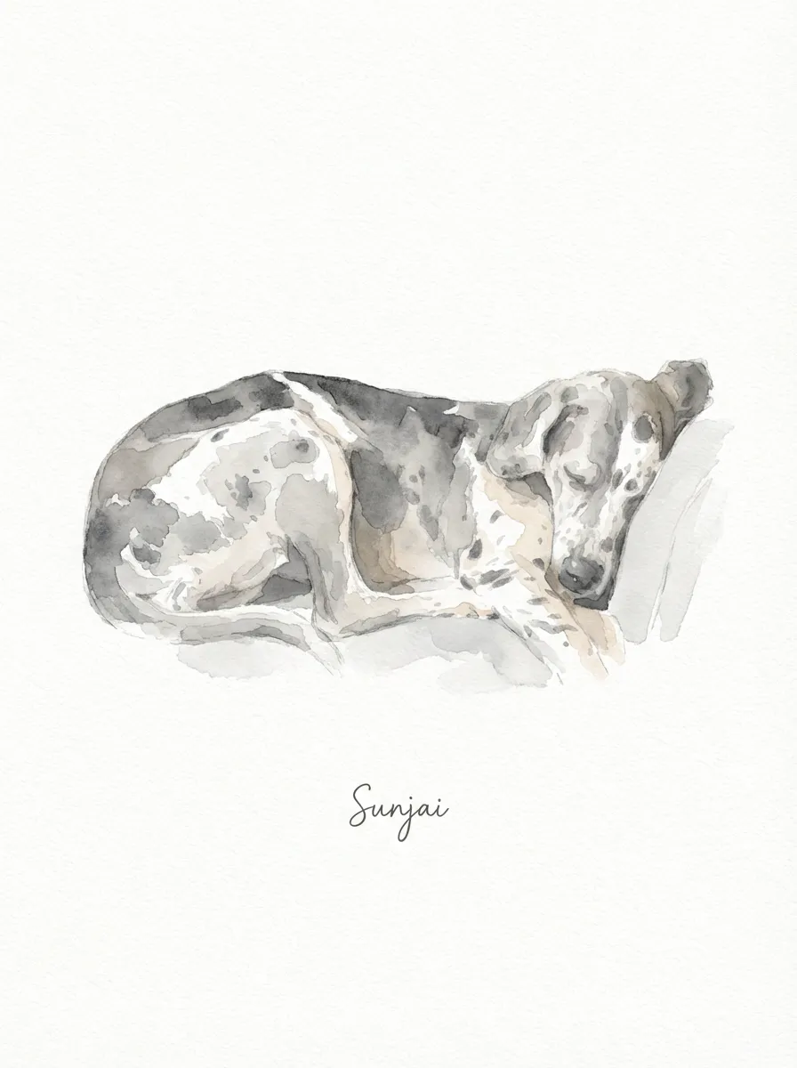 Sunjai in Gentle Repose