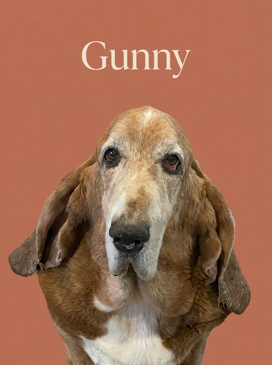 Artwork of Gunny