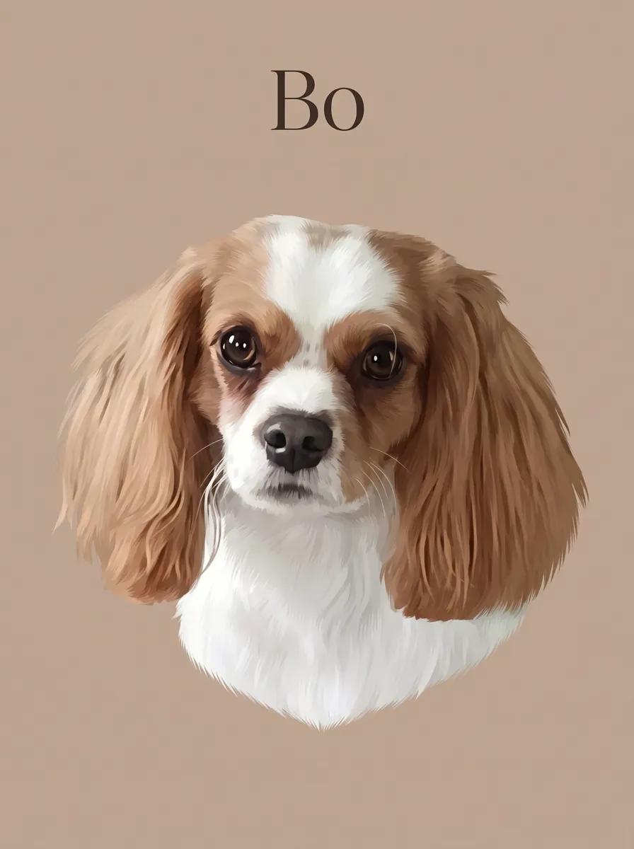 The Contemplative Bo