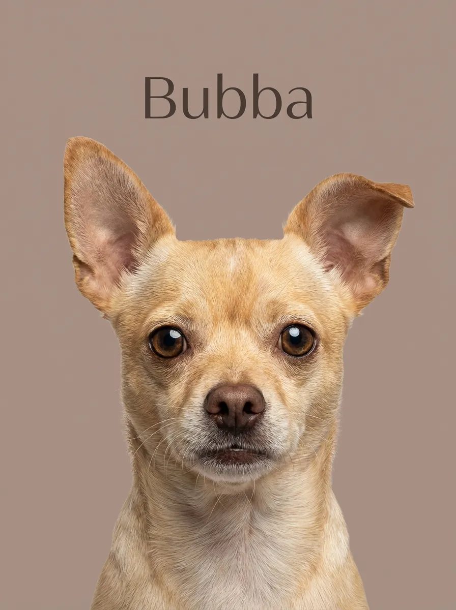 Brown Study of Bubba