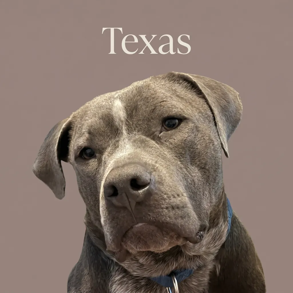 The Pensive Texas