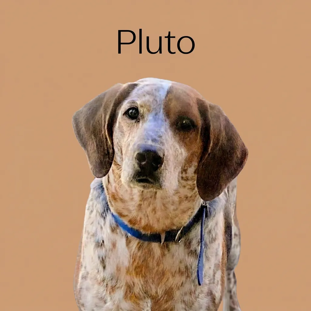 Pluto's Quiet Contemplation