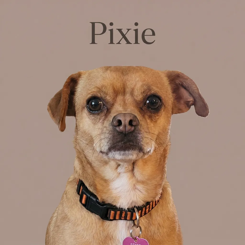 The Gentle Gaze of Pixie